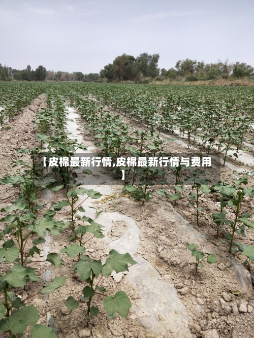 【皮棉最新行情,皮棉最新行情与费用】