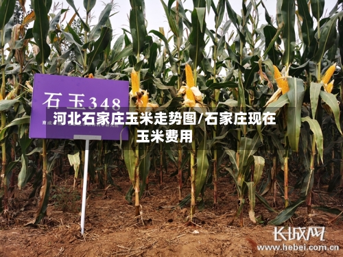 河北石家庄玉米走势图/石家庄现在玉米费用
