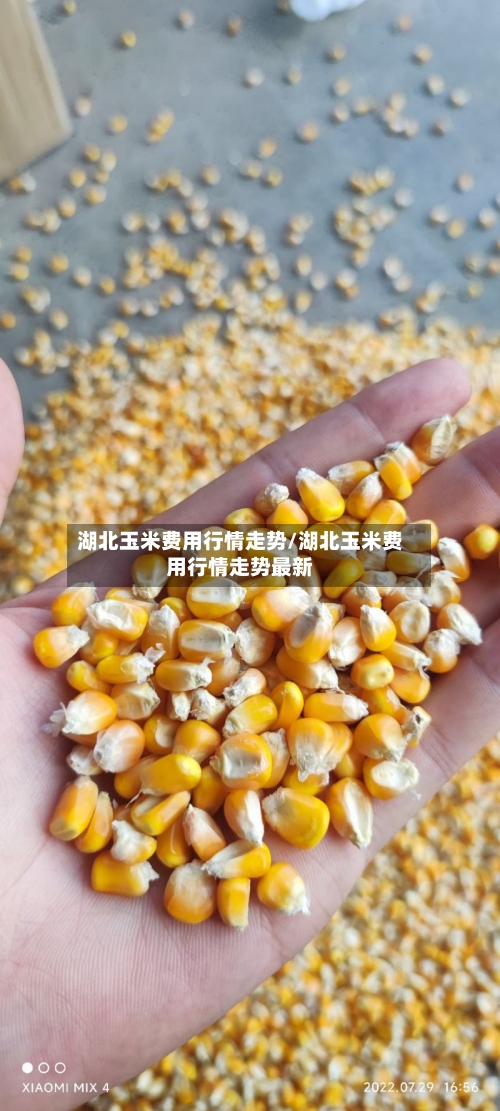 湖北玉米费用行情走势/湖北玉米费用行情走势最新