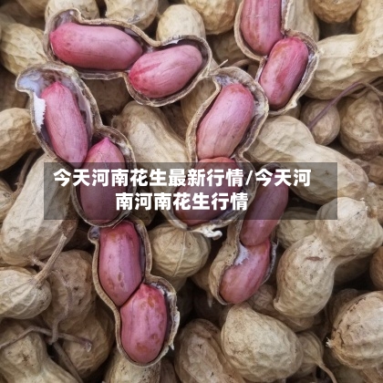 今天河南花生最新行情/今天河南河南花生行情