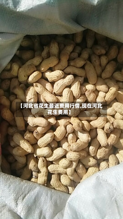 【河北省花生最近费用行情,现在河北花生费用】