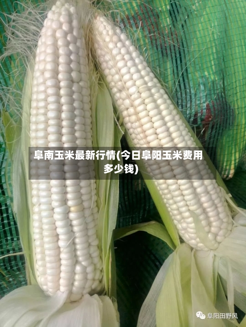 阜南玉米最新行情(今日阜阳玉米费用多少钱)
