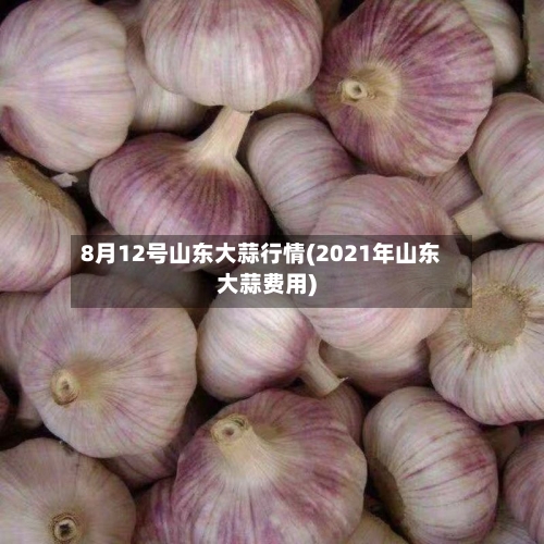 8月12号山东大蒜行情(2021年山东大蒜费用)