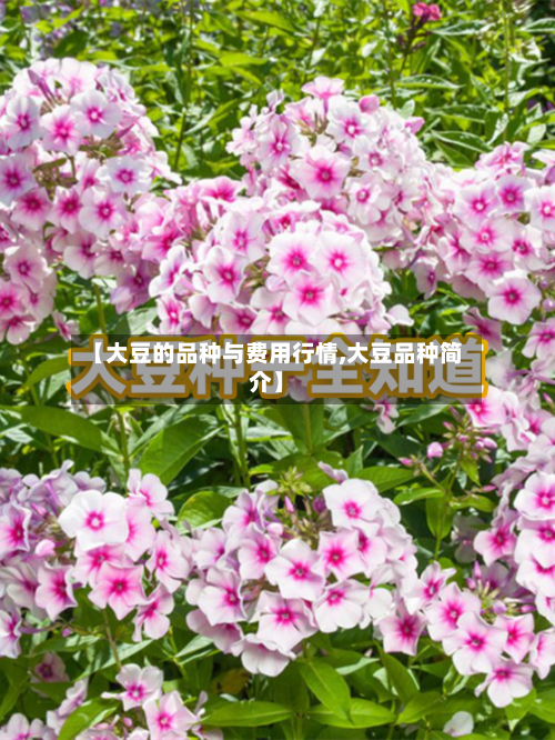 【大豆的品种与费用行情,大豆品种简介】