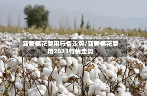 新疆棉花费用行情走势/新疆棉花费用2021行情走势