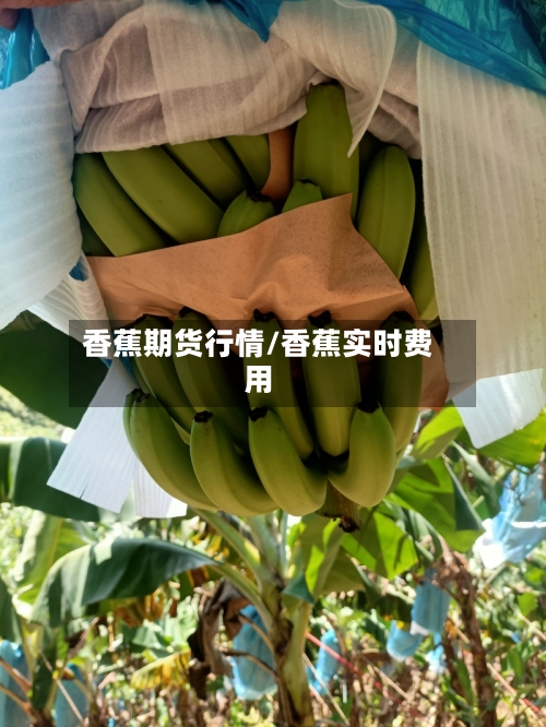 香蕉期货行情/香蕉实时费用-第2张图片