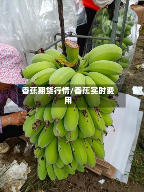 香蕉期货行情/香蕉实时费用