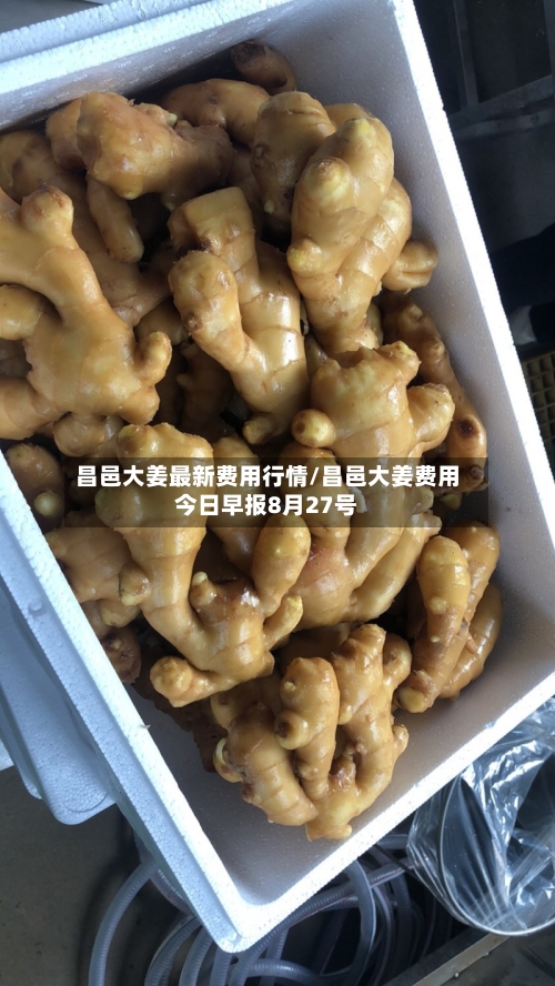 昌邑大姜最新费用行情/昌邑大姜费用今日早报8月27号-第2张图片