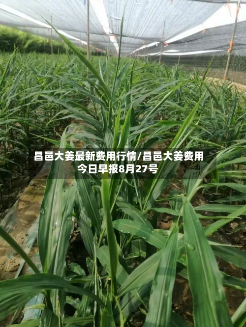 昌邑大姜最新费用行情/昌邑大姜费用今日早报8月27号