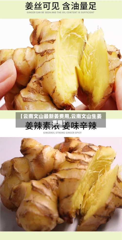 【云南文山最新姜费用,云南文山生姜费用】