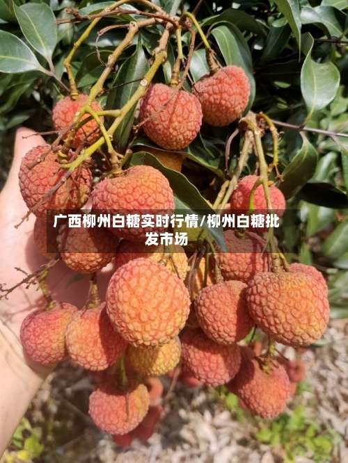 广西柳州白糖实时行情/柳州白糖批发市场-第2张图片