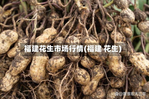 福建花生市场行情(福建 花生)-第3张图片