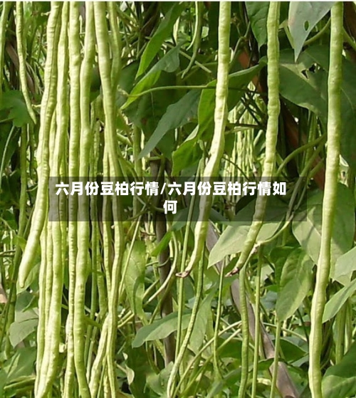 六月份豆柏行情/六月份豆柏行情如何-第2张图片