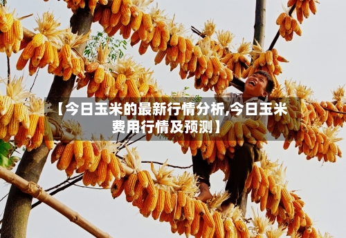 【今日玉米的最新行情分析,今日玉米费用行情及预测】