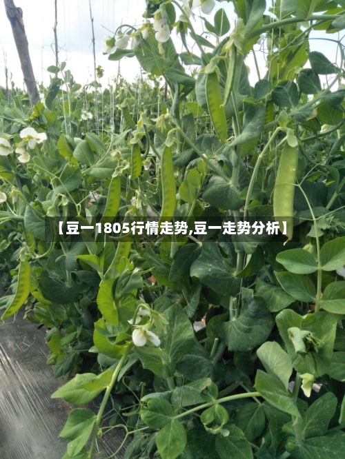 【豆一1805行情走势,豆一走势分析】-第2张图片