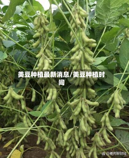 美豆种植最新消息/美豆种植时间