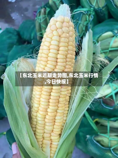 【东北玉米近期走势图,东北玉米行情,今日快报】-第3张图片