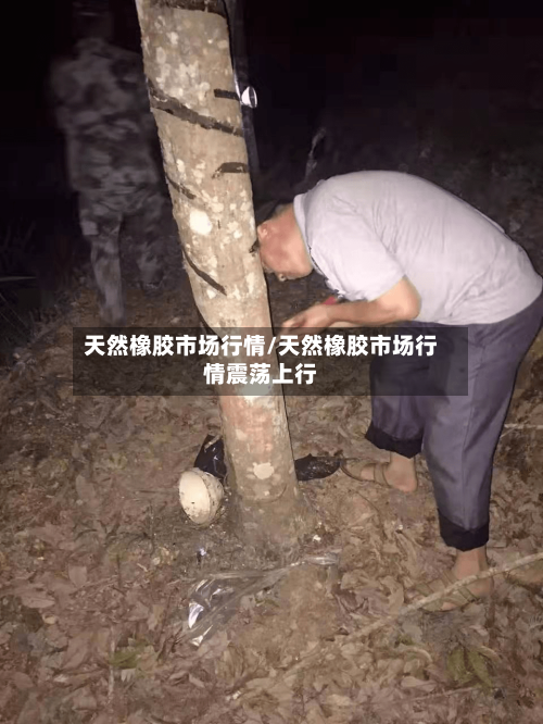 天然橡胶市场行情/天然橡胶市场行情震荡上行-第2张图片