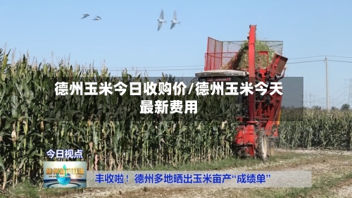德州玉米今日收购价/德州玉米今天最新费用-第2张图片