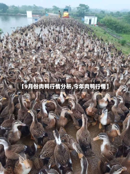 【9月份肉鸭行情分析,今年肉鸭行情】-第2张图片