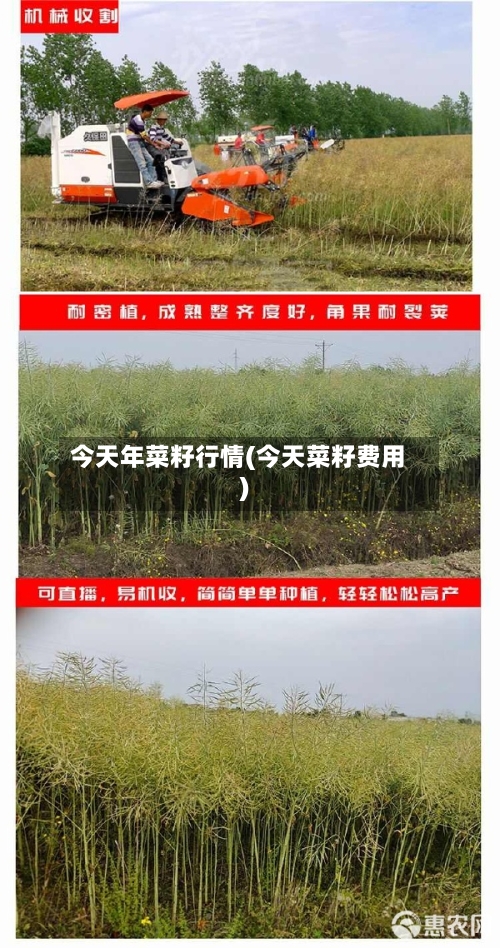 今天年菜籽行情(今天菜籽费用)