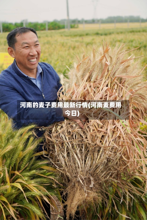 河南的麦子费用最新行情(河南麦费用今日)-第2张图片