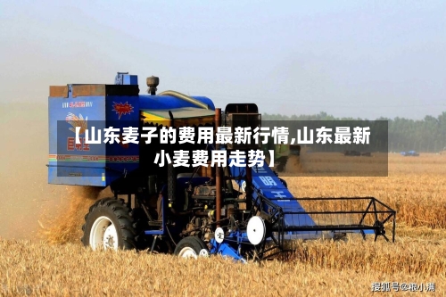 【山东麦子的费用最新行情,山东最新小麦费用走势】-第2张图片