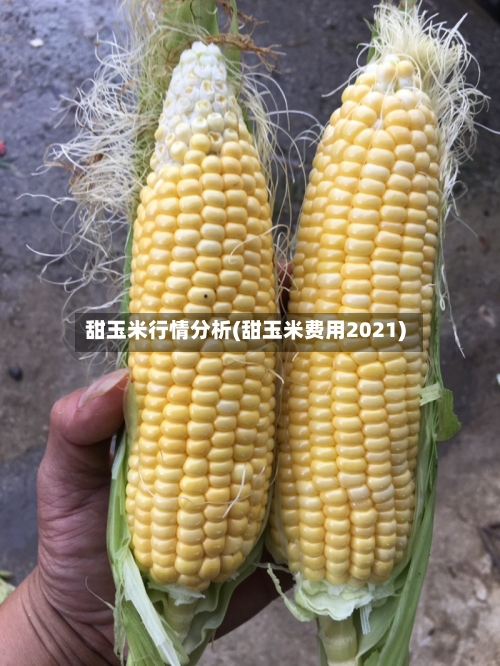 甜玉米行情分析(甜玉米费用2021)
