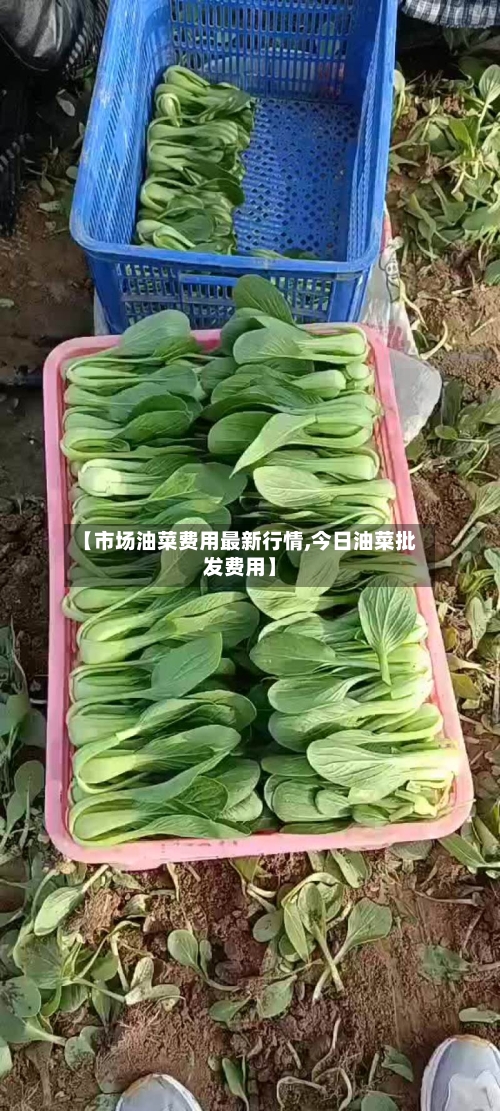 【市场油菜费用最新行情,今日油菜批发费用】