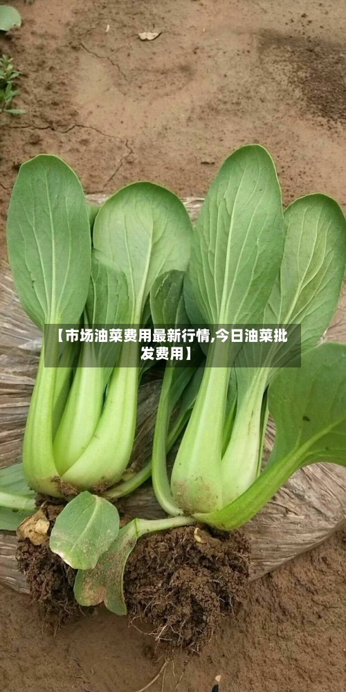 【市场油菜费用最新行情,今日油菜批发费用】-第2张图片