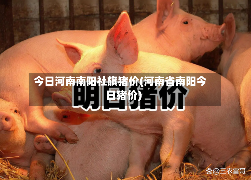 今日河南南阳社旗猪价(河南省南阳今日猪价)