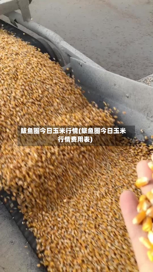 鲅鱼圈今日玉米行情(鲅鱼圈今日玉米行情费用表)-第2张图片