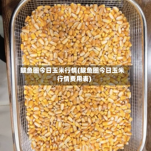 鲅鱼圈今日玉米行情(鲅鱼圈今日玉米行情费用表)