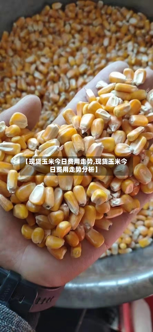 【现货玉米今日费用走势,现货玉米今日费用走势分析】