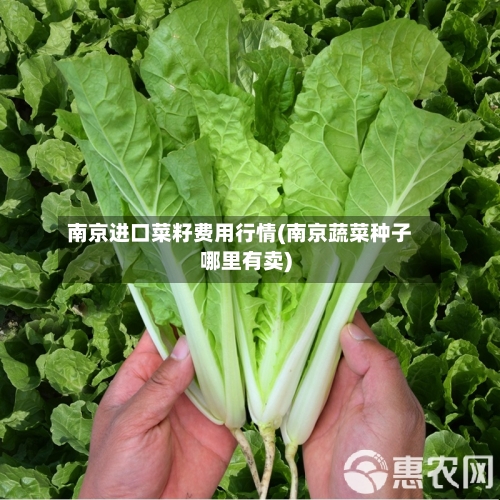 南京进口菜籽费用行情(南京蔬菜种子哪里有卖)-第2张图片