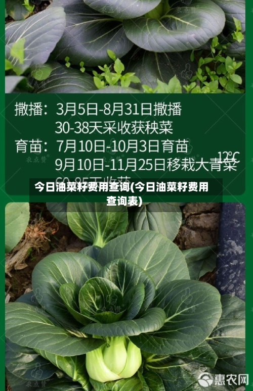 今日油菜籽费用查询(今日油菜籽费用查询表)-第2张图片