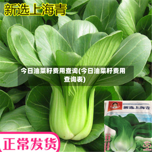 今日油菜籽费用查询(今日油菜籽费用查询表)