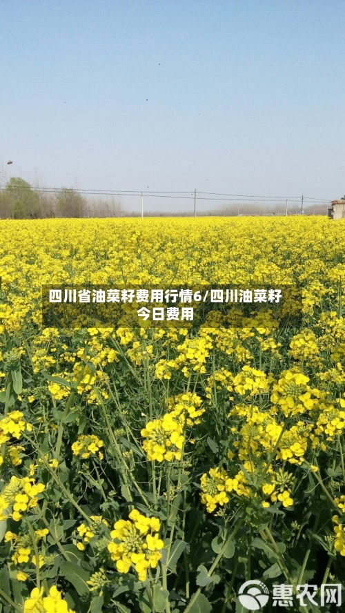 四川省油菜籽费用行情6/四川油菜籽今日费用-第2张图片
